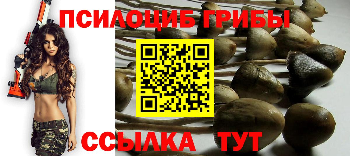 Псилоцибиновые грибы Psilocybine cubensis Мончегорск